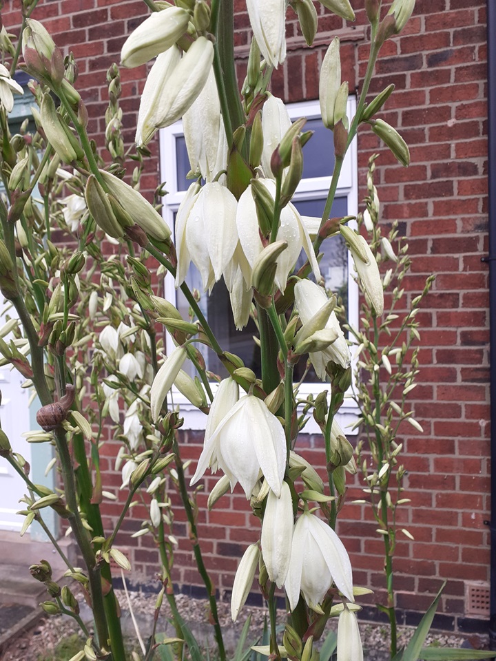 Additional image 2 of 3 Bed Terraced House, Gregg House Road, S5, N1 7GU