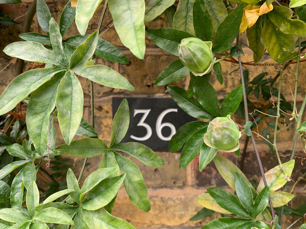 London 3 Bed Flat, Coleman Road, SE5 To Rent Now for £3,090.00 p/m