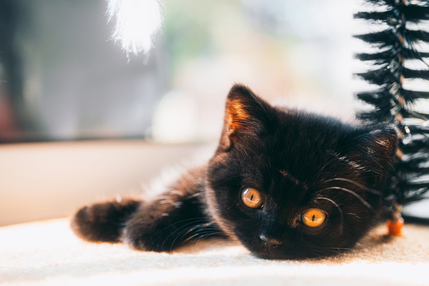 Additional image 12 of Room in a Shared Flat, Oxgangs Avenue, EH13, N1 7GU