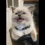 Additional image 10 of 4 Bed Flat, Napiershall Street, G20, N1 7GU