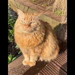 Additional image 15 of 1 Bed Flat, Monnery Road, N19, N1 7GU